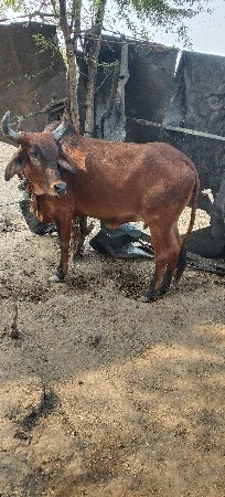 थंबनेल 3