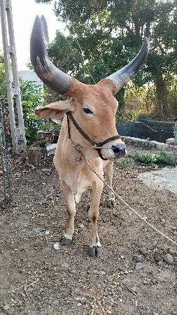 એક બળદ વેસવાનો સે