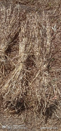 સાર વેચવાની છે