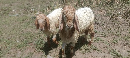 6355491377 સાતલપુર ગામ kimat FIR