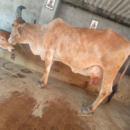 ગાય વેચવા ની છે