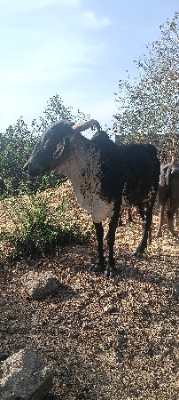 ગાય વેચવાની છે