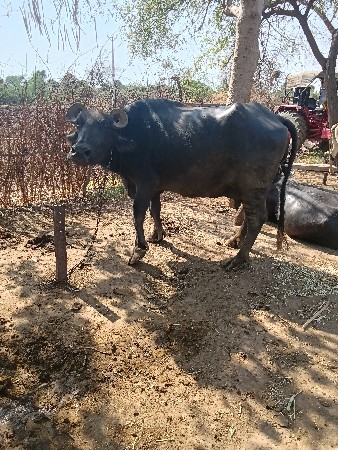 ભેંસ વેચવાની છે