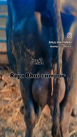 તણ ભેસ વેચવા ની છે