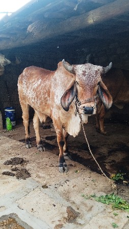 આ ગોઢલોવેચવાનોચે