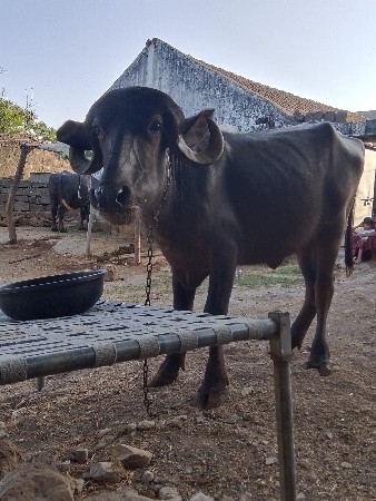 બે વર્ષ ની ખડેલી વેચવાની છે