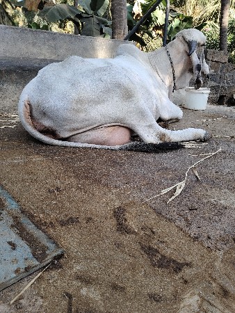 થંબનેલ 4