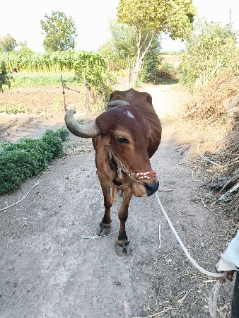 વેચવા નો છે ચોથી ઘર નો ગોઢલો છે