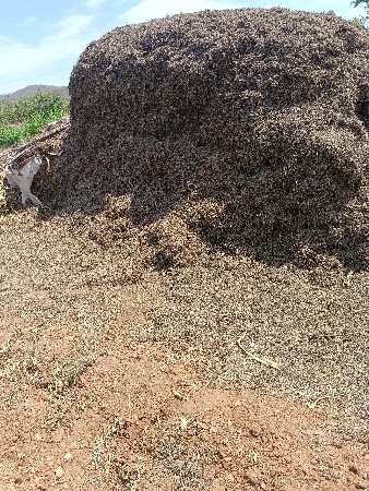 ભુકૉ વૅસવાનૉસૅ