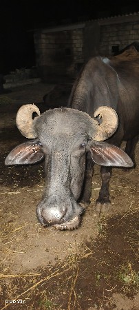 ભેંસ વેચવાની