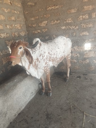 ગાય વેશવાની છે