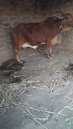 ગાય શાટે