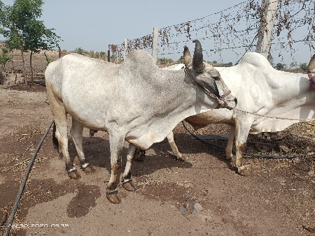 વેચવાના છે
