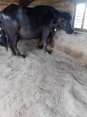 थंबनेल 2