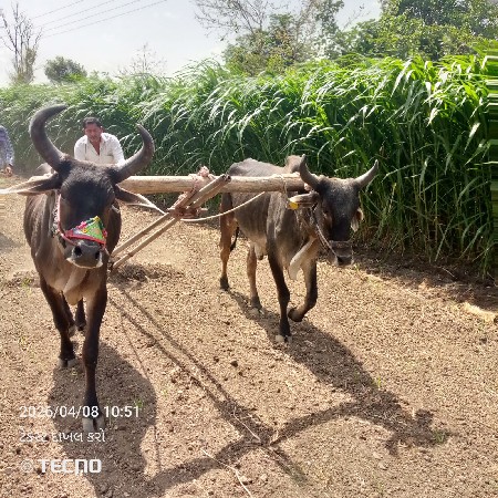 ગોઢલા વેચવાના છે