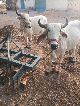 ઘોઘલા ્ઠાલે ગાડે હાલતા