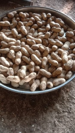 મગફળી  નુ બિયારણ k-41