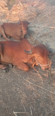 ગોઢલાવેશવાનાછે