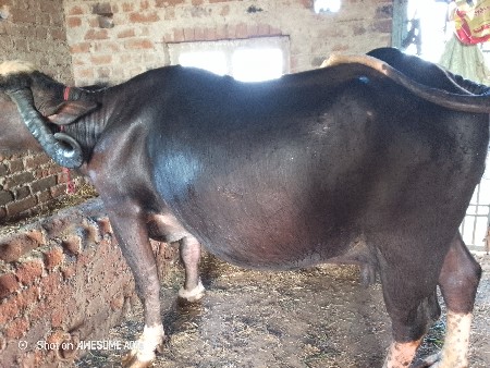 थंबनेल 2