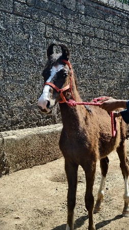 મારવાડી વછેરો વેચવાનો છે