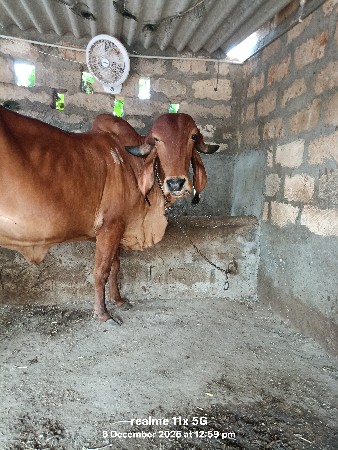 થંબનેલ 3