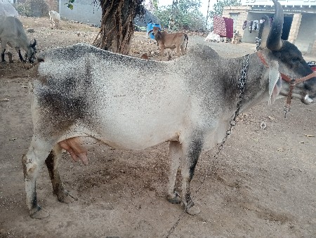 थंबनेल 2