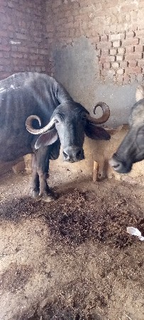 2 ભેંશ વેચવાની છે