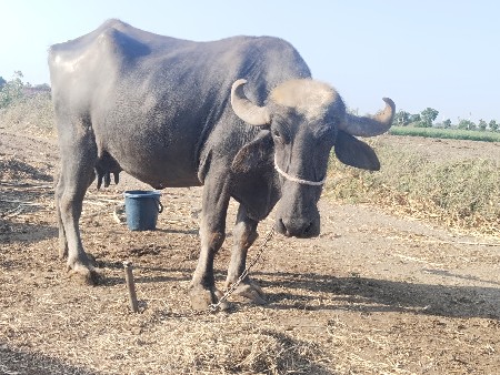 થંબનેલ 2