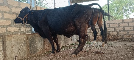 ગીર કોર્સ જર્સી ગાય