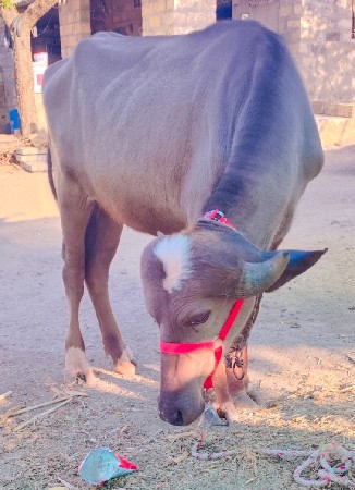 ભુરી ખળેલી વેચવાની સે