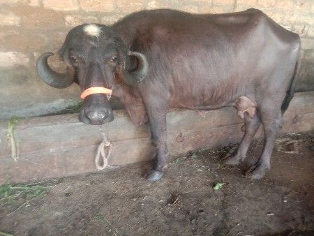 ભેસ.જાફરાબાદી