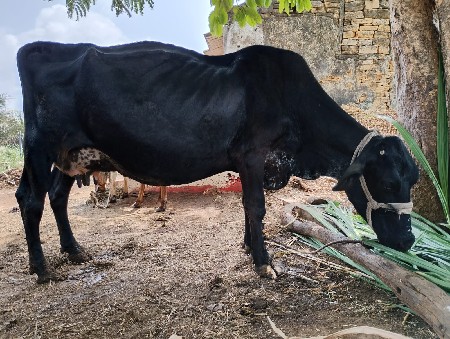 ગાય વેચવા ની છે