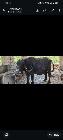 આ ભેંસ. વેસવાની છે