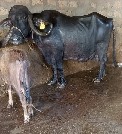 ભૅચ વૅચવાની છૅ.