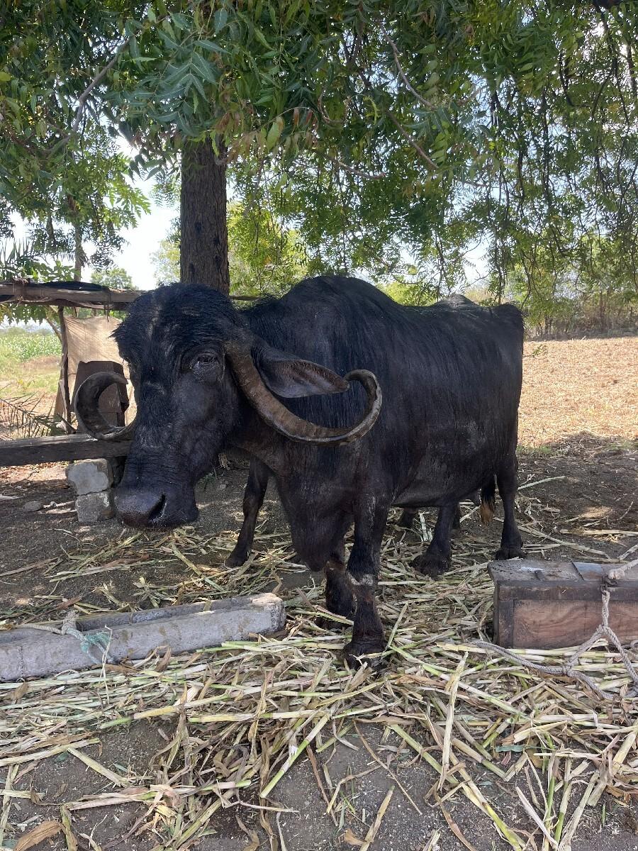 જાફરાબાદી નસલ ને ભેંશવેચવાની che