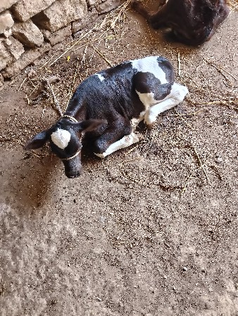 થંબનેલ 3