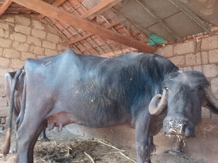 થંબનેલ 2