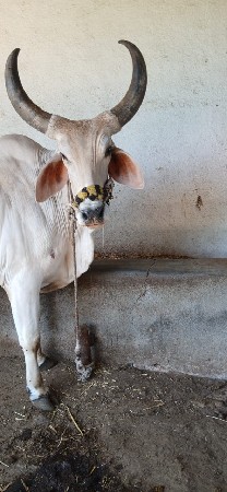 બળદ ગોઢલા