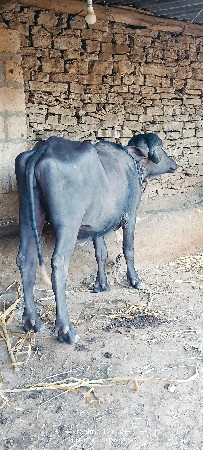 थंबनेल 3