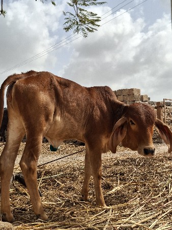 6 મહીના ની છે વેચવા ની