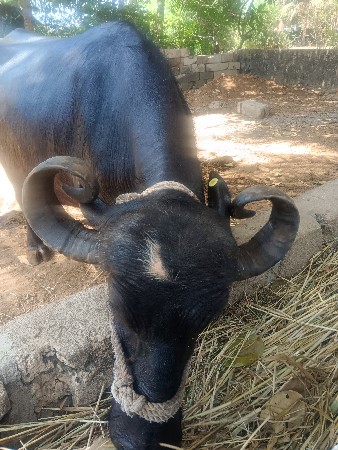 ભેંસ વેસ વાની સે