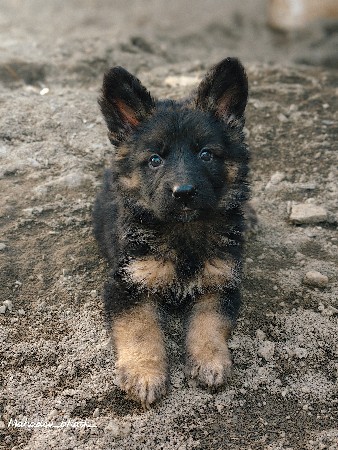 જર્મન સેફળ લોંગ કોટ મેલ ફીમેલ