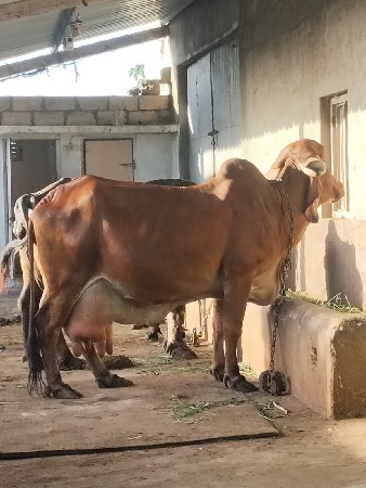 ગાય વેચવાની છે