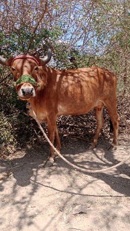 બે ગાય વેચવાની છે