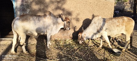 બળદ વેચવાના છે