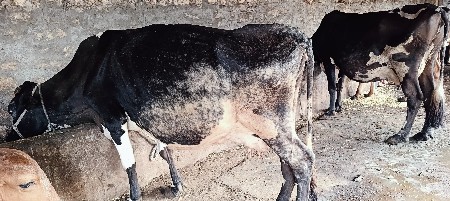 ૨ ગાય દેવાની છે