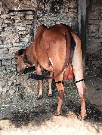 ટોટલ બે ગાયો વેચવાની છે