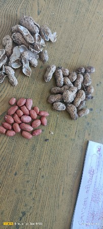 k 41 મગફળી