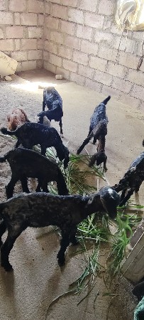 સાતબકરીયૂ