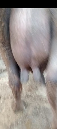 ભેશ વેછવાની છે બેજુ વેતર છે